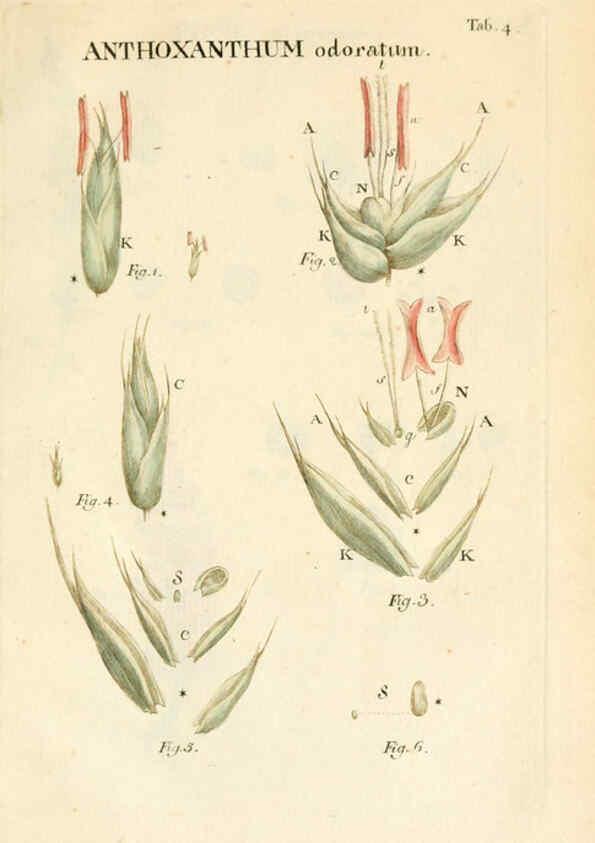 Reproducción/Reproduction 6059653010: Illustratio systematis sexualis Linnaeani Francofurti ad Moenum,Varrentrapp et Wenner,1789