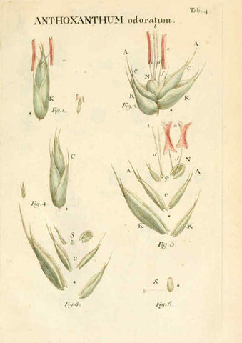 Reproducción/Reproduction 6059653010: Illustratio systematis sexualis Linnaeani Francofurti ad Moenum,Varrentrapp et Wenner,1789