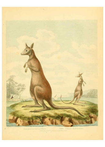 Reproducción/Reproduction 6059585118: Musei Leveriani explicatio, anglica et latina [London] :Impensis Jacobi Parkinson,1792-1796