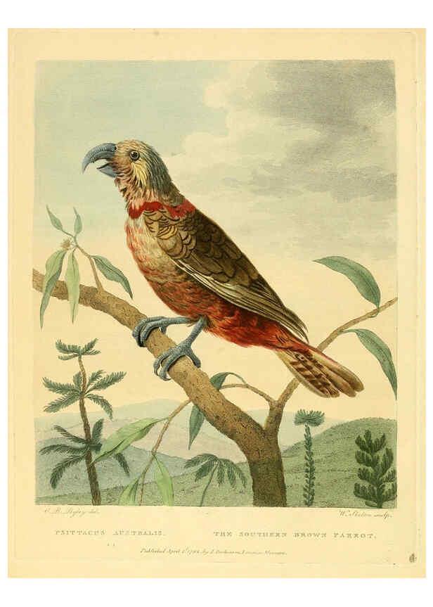 Reproducción/Reproduction 6059025631: Musei Leveriani explicatio, anglica et latina [London] :Impensis Jacobi Parkinson,1792-1796