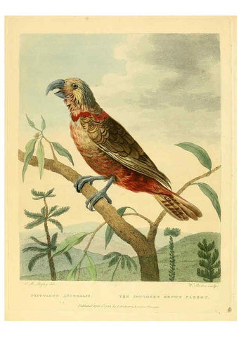 Reproducción/Reproduction 6059025631: Musei Leveriani explicatio, anglica et latina [London] :Impensis Jacobi Parkinson,1792-1796