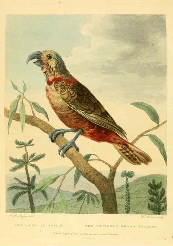 Reproducción/Reproduction 6059025631: Musei Leveriani explicatio, anglica et latina [London] :Impensis Jacobi Parkinson,1792-1796