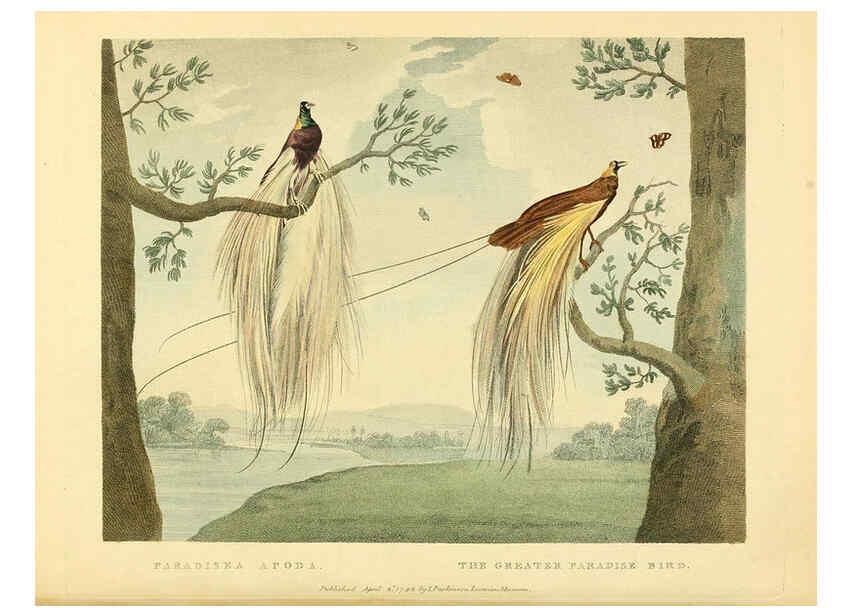 Reproducción/Reproduction 6059025441: Musei Leveriani explicatio, anglica et latina [London] :Impensis Jacobi Parkinson,1792-1796