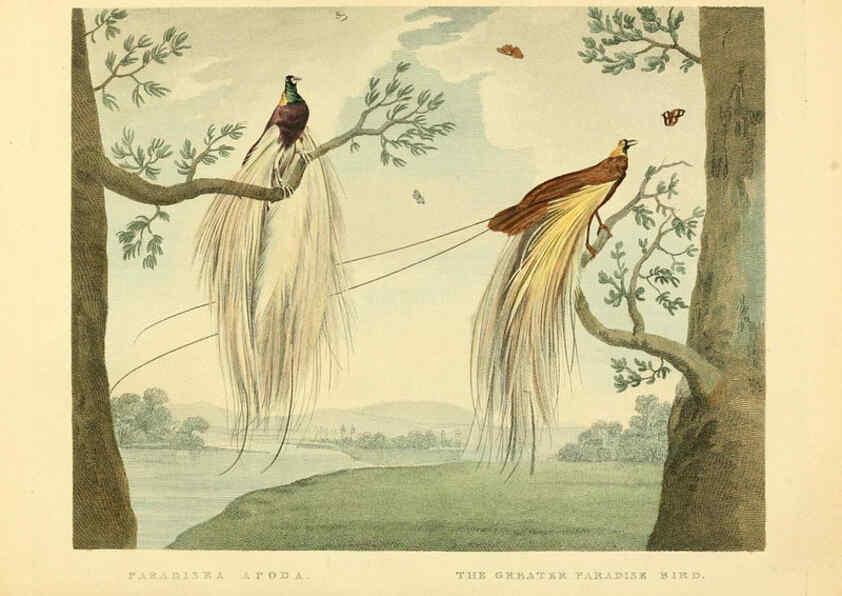 Reproducción/Reproduction 6059025441: Musei Leveriani explicatio, anglica et latina [London] :Impensis Jacobi Parkinson,1792-1796