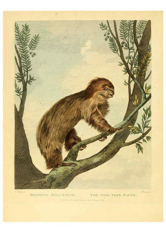 Reproducción/Reproduction 6059025193: Musei Leveriani explicatio, anglica et latina [London] :Impensis Jacobi Parkinson,1792-1796