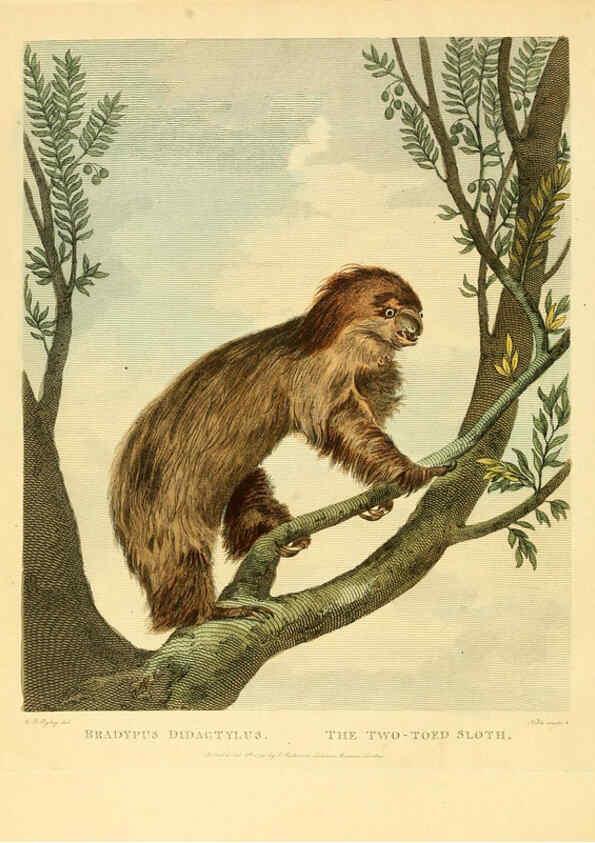 Reproducción/Reproduction 6059025193: Musei Leveriani explicatio, anglica et latina [London] :Impensis Jacobi Parkinson,1792-1796