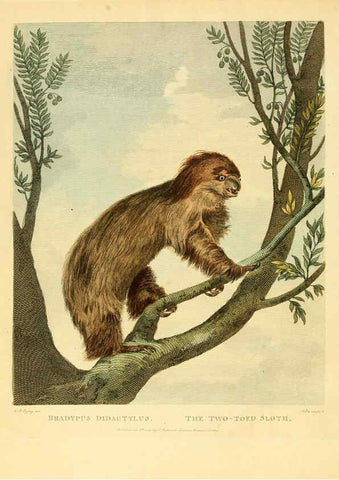 Reproducción/Reproduction 6059025193: Musei Leveriani explicatio, anglica et latina [London] :Impensis Jacobi Parkinson,1792-1796