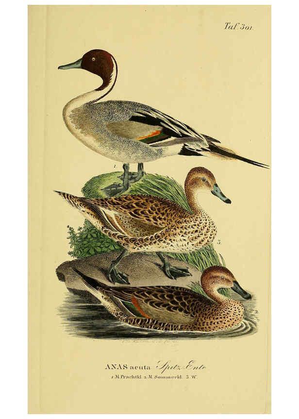 Reproducción/Reproduction 6058925551: Johann Andreas Naumann's ... Naturgeschichte der Vögel Deutschlands, nach einigen Erfahrungen entworfen. 13.T.Plates Leipzig :G. Fleischer,1820-1860