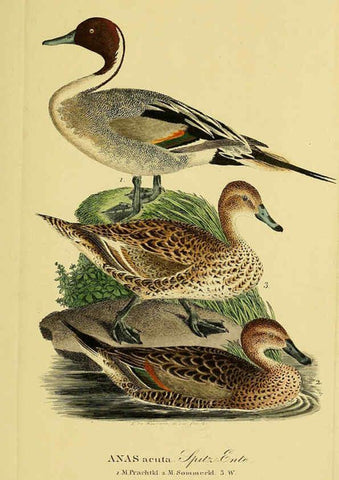 Reproducción/Reproduction 6058925551: Johann Andreas Naumann's ... Naturgeschichte der Vögel Deutschlands, nach einigen Erfahrungen entworfen. 13.T.Plates Leipzig :G. Fleischer,1820-1860