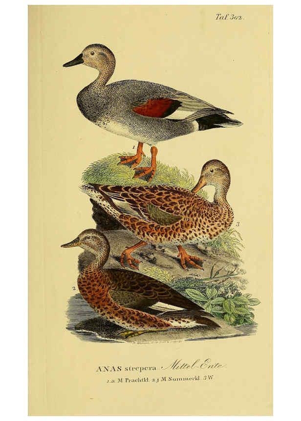 Reproducción/Reproduction 6059473520: Johann Andreas Naumann's ... Naturgeschichte der Vögel Deutschlands, nach einigen Erfahrungen entworfen. 13.T.Plates Leipzig :G. Fleischer,1820-1860