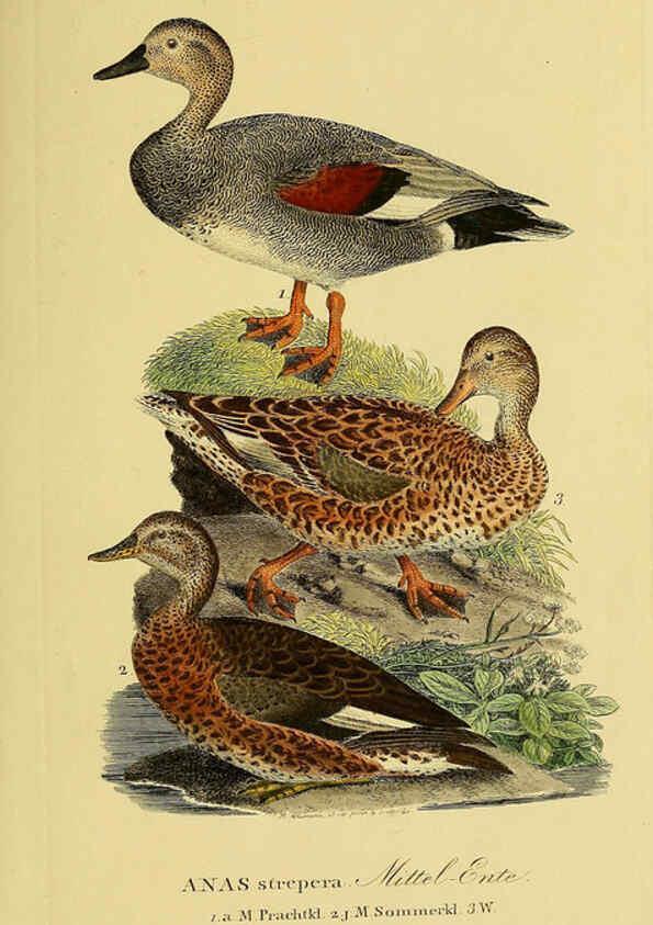 Reproducción/Reproduction 6059473520: Johann Andreas Naumann's ... Naturgeschichte der Vögel Deutschlands, nach einigen Erfahrungen entworfen. 13.T.Plates Leipzig :G. Fleischer,1820-1860