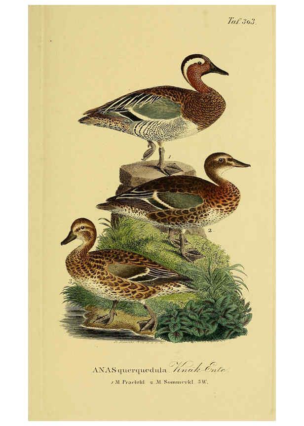 Reproducción/Reproduction 6059473776: Johann Andreas Naumann's ... Naturgeschichte der Vögel Deutschlands, nach einigen Erfahrungen entworfen. 13.T.Plates Leipzig :G. Fleischer,1820-1860