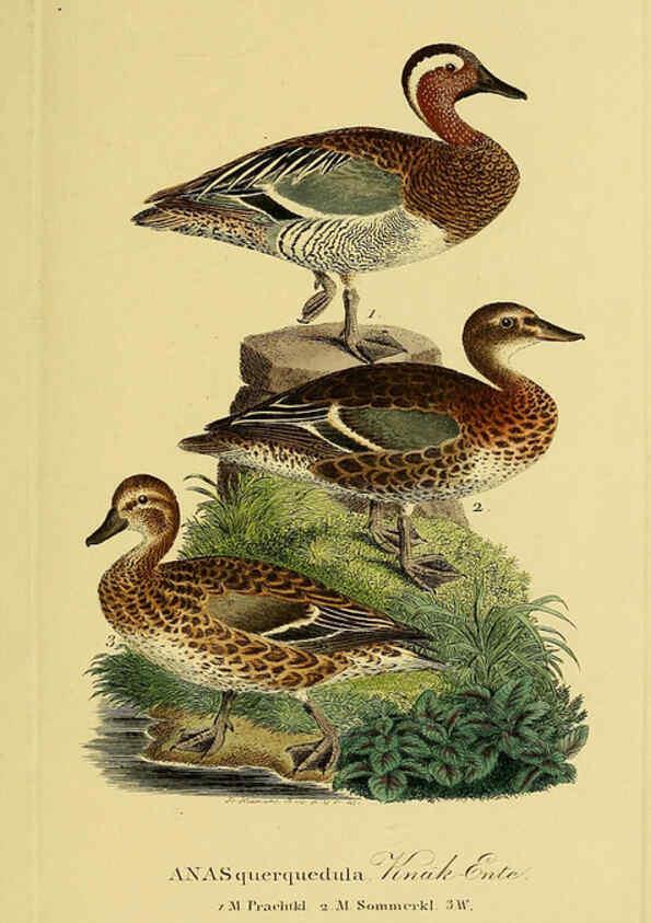 Reproducción/Reproduction 6059473776: Johann Andreas Naumann's ... Naturgeschichte der Vögel Deutschlands, nach einigen Erfahrungen entworfen. 13.T.Plates Leipzig :G. Fleischer,1820-1860