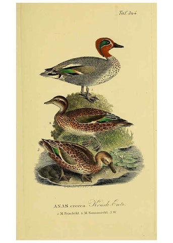 Reproducción/Reproduction 6058926437: Johann Andreas Naumann's ... Naturgeschichte der Vögel Deutschlands, nach einigen Erfahrungen entworfen. 13.T.Plates Leipzig :G. Fleischer,1820-1860