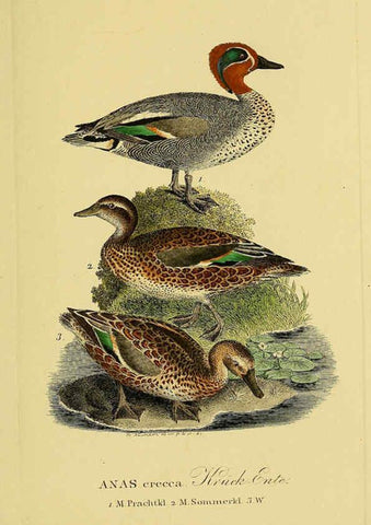 Reproducción/Reproduction 6058926437: Johann Andreas Naumann's ... Naturgeschichte der Vögel Deutschlands, nach einigen Erfahrungen entworfen. 13.T.Plates Leipzig :G. Fleischer,1820-1860