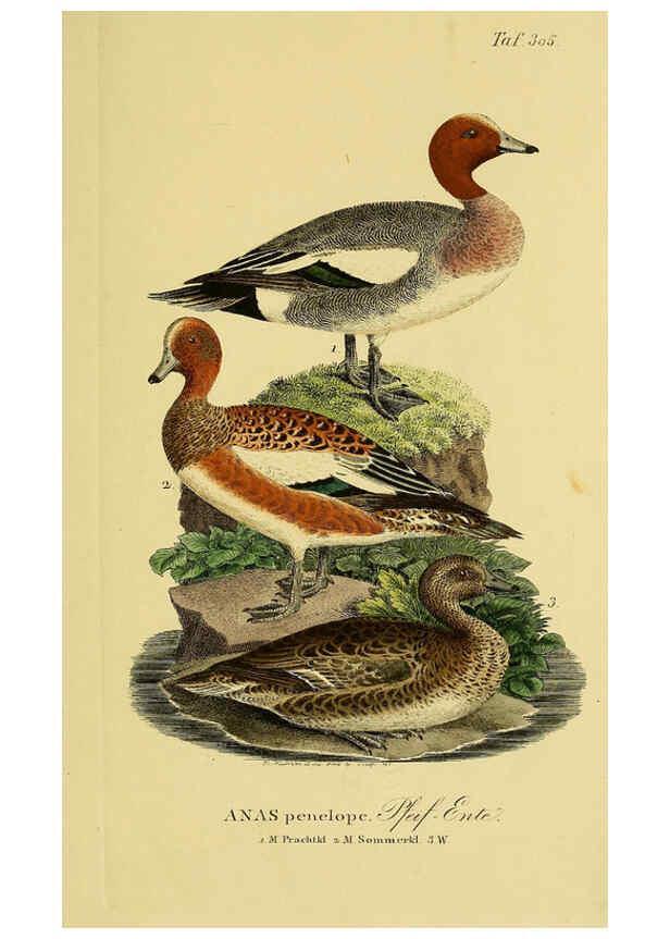 Reproducción/Reproduction 6058926795: Johann Andreas Naumann's ... Naturgeschichte der Vögel Deutschlands, nach einigen Erfahrungen entworfen. 13.T.Plates Leipzig :G. Fleischer,1820-1860