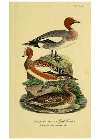 Reproducción/Reproduction 6058926795: Johann Andreas Naumann's ... Naturgeschichte der Vögel Deutschlands, nach einigen Erfahrungen entworfen. 13.T.Plates Leipzig :G. Fleischer,1820-1860