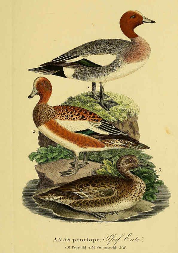 Reproducción/Reproduction 6058926795: Johann Andreas Naumann's ... Naturgeschichte der Vögel Deutschlands, nach einigen Erfahrungen entworfen. 13.T.Plates Leipzig :G. Fleischer,1820-1860