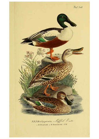 Reproducción/Reproduction 6058927109: Johann Andreas Naumann's ... Naturgeschichte der Vögel Deutschlands, nach einigen Erfahrungen entworfen. 13.T.Plates Leipzig :G. Fleischer,1820-1860