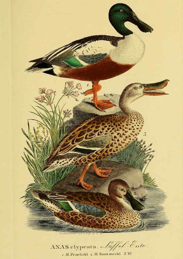 Reproducción/Reproduction 6058927109: Johann Andreas Naumann's ... Naturgeschichte der Vögel Deutschlands, nach einigen Erfahrungen entworfen. 13.T.Plates Leipzig :G. Fleischer,1820-1860