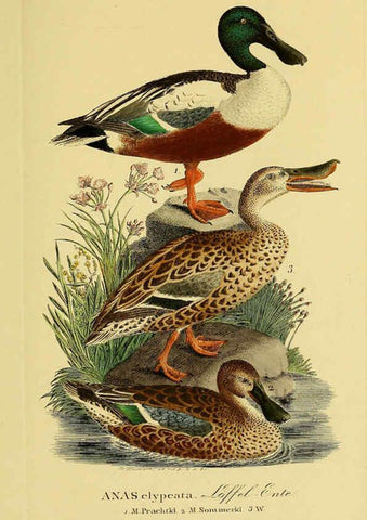 Reproducción/Reproduction 6058927109: Johann Andreas Naumann's ... Naturgeschichte der Vögel Deutschlands, nach einigen Erfahrungen entworfen. 13.T.Plates Leipzig :G. Fleischer,1820-1860