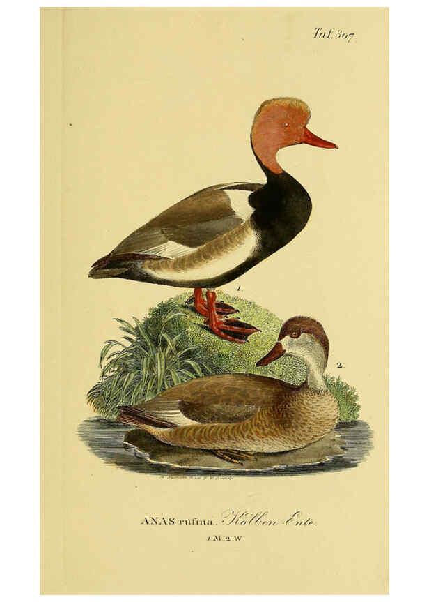 Reproducción/Reproduction 6059474806: Johann Andreas Naumann's ... Naturgeschichte der Vögel Deutschlands, nach einigen Erfahrungen entworfen. 13.T.Plates Leipzig :G. Fleischer,1820-1860