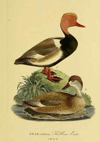 Reproducción/Reproduction 6059474806: Johann Andreas Naumann's ... Naturgeschichte der Vögel Deutschlands, nach einigen Erfahrungen entworfen. 13.T.Plates Leipzig :G. Fleischer,1820-1860