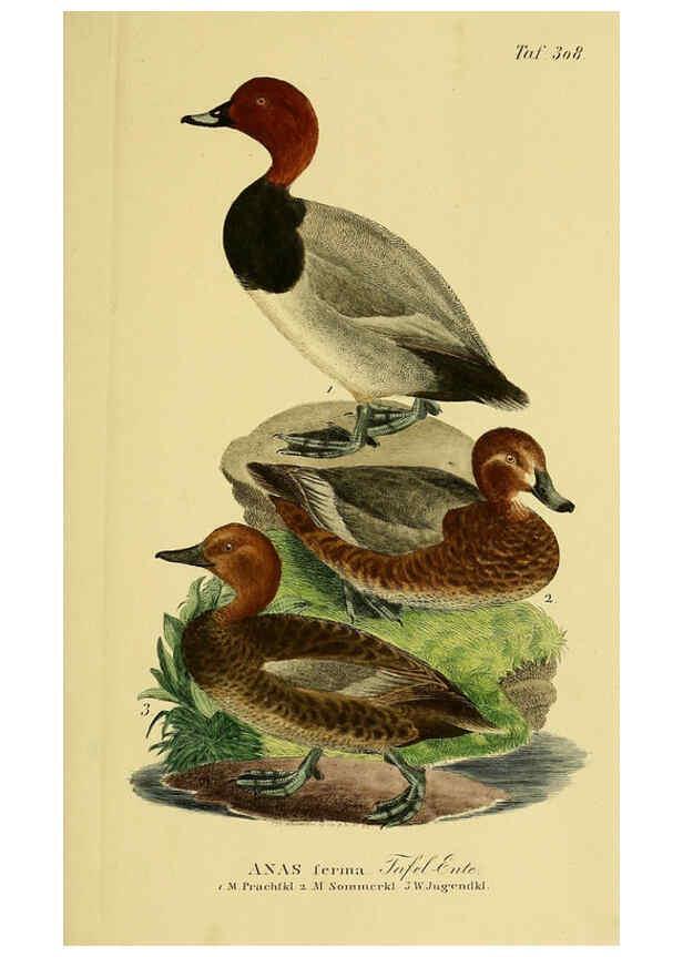 Reproducción/Reproduction 6059475130: Johann Andreas Naumann's ... Naturgeschichte der Vögel Deutschlands, nach einigen Erfahrungen entworfen. 13.T.Plates Leipzig :G. Fleischer,1820-1860