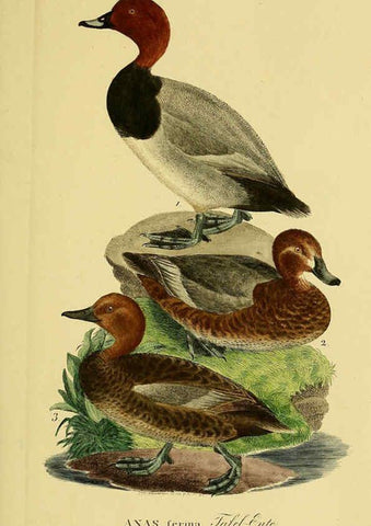 Reproducción/Reproduction 6059475130: Johann Andreas Naumann's ... Naturgeschichte der Vögel Deutschlands, nach einigen Erfahrungen entworfen. 13.T.Plates Leipzig :G. Fleischer,1820-1860