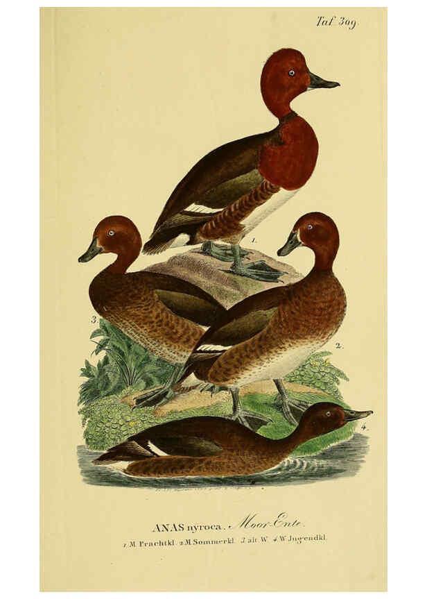 Reproducción/Reproduction 6059475618: Johann Andreas Naumann's ... Naturgeschichte der Vögel Deutschlands, nach einigen Erfahrungen entworfen. 13.T.Plates Leipzig :G. Fleischer,1820-1860