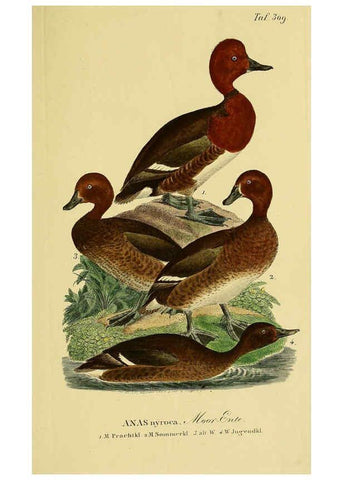 Reproducción/Reproduction 6059475618: Johann Andreas Naumann's ... Naturgeschichte der Vögel Deutschlands, nach einigen Erfahrungen entworfen. 13.T.Plates Leipzig :G. Fleischer,1820-1860