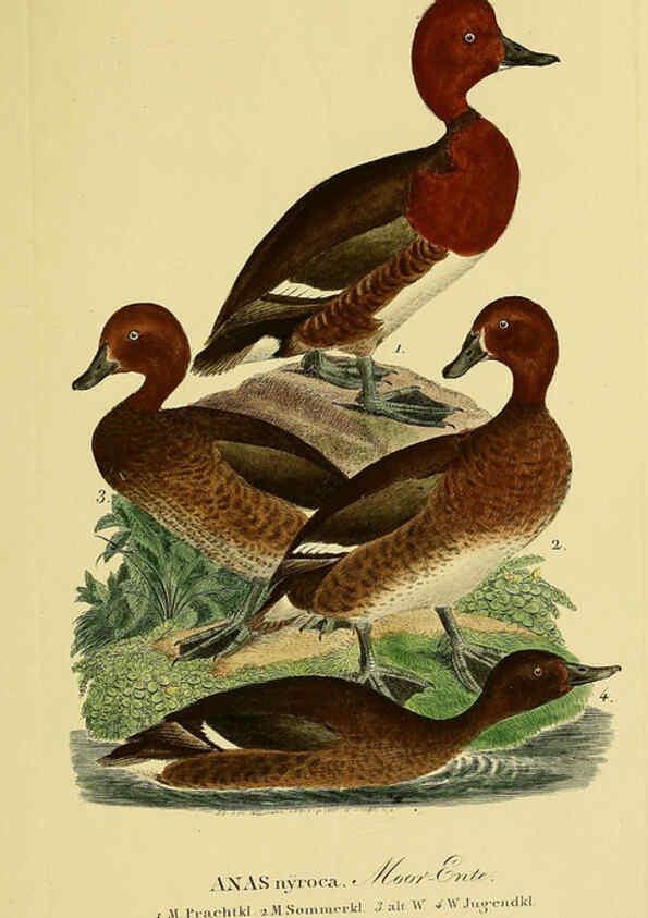 Reproducción/Reproduction 6059475618: Johann Andreas Naumann's ... Naturgeschichte der Vögel Deutschlands, nach einigen Erfahrungen entworfen. 13.T.Plates Leipzig :G. Fleischer,1820-1860