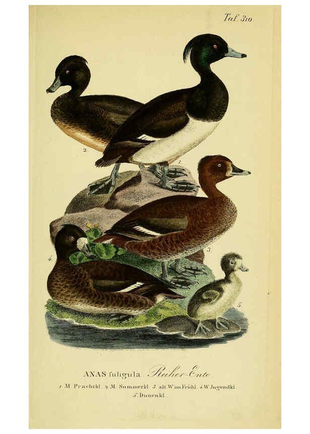 Reproducción/Reproduction 6058928607: Johann Andreas Naumann's ... Naturgeschichte der Vögel Deutschlands, nach einigen Erfahrungen entworfen. 13.T.Plates Leipzig :G. Fleischer,1820-1860