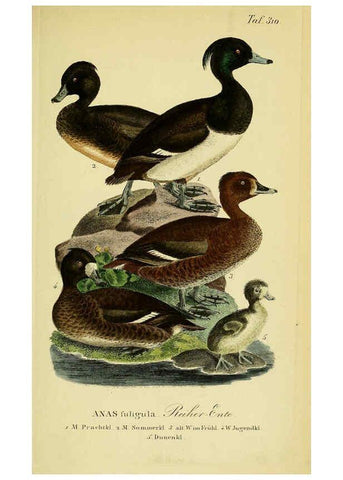 Reproducción/Reproduction 6058928607: Johann Andreas Naumann's ... Naturgeschichte der Vögel Deutschlands, nach einigen Erfahrungen entworfen. 13.T.Plates Leipzig :G. Fleischer,1820-1860