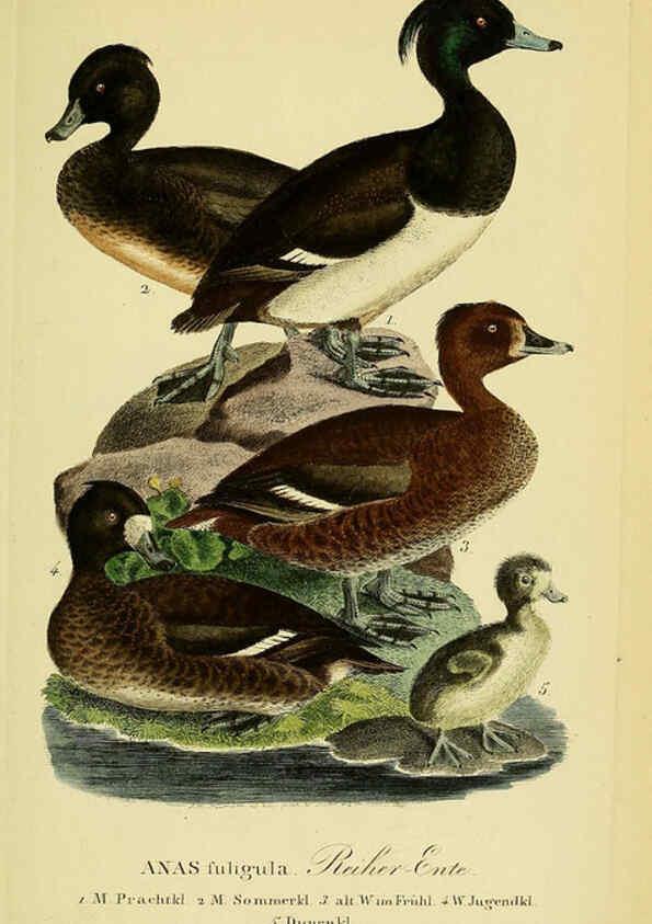 Reproducción/Reproduction 6058928607: Johann Andreas Naumann's ... Naturgeschichte der Vögel Deutschlands, nach einigen Erfahrungen entworfen. 13.T.Plates Leipzig :G. Fleischer,1820-1860