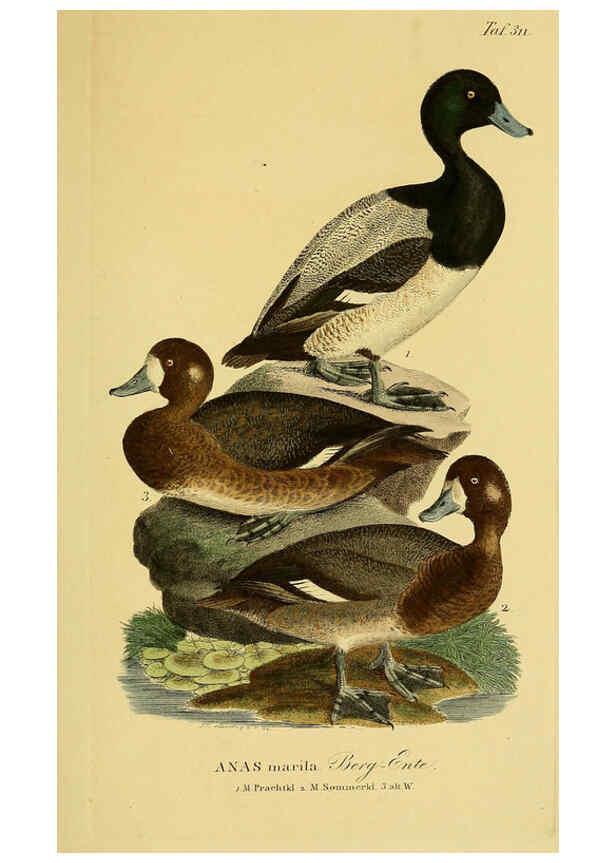 Reproducción/Reproduction 6058929079: Johann Andreas Naumann's ... Naturgeschichte der Vögel Deutschlands, nach einigen Erfahrungen entworfen. 13.T.Plates Leipzig :G. Fleischer,1820-1860
