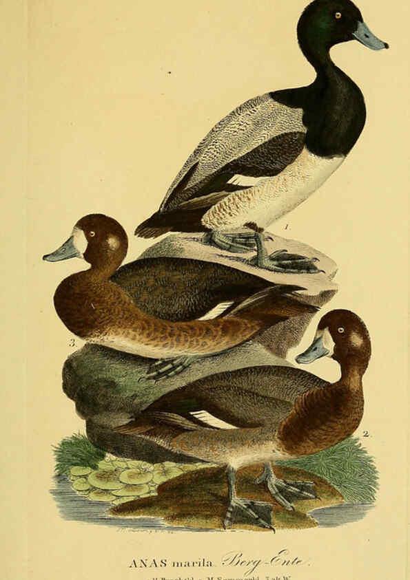 Reproducción/Reproduction 6058929079: Johann Andreas Naumann's ... Naturgeschichte der Vögel Deutschlands, nach einigen Erfahrungen entworfen. 13.T.Plates Leipzig :G. Fleischer,1820-1860