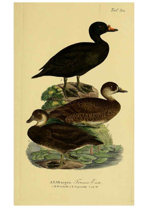 Reproducción/Reproduction 6059476870: Johann Andreas Naumann's ... Naturgeschichte der Vögel Deutschlands, nach einigen Erfahrungen entworfen. 13.T.Plates Leipzig :G. Fleischer,1820-1860