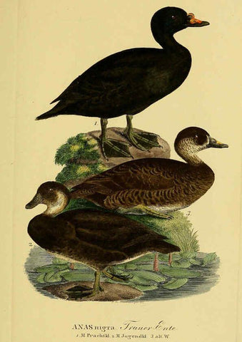 Reproducción/Reproduction 6059476870: Johann Andreas Naumann's ... Naturgeschichte der Vögel Deutschlands, nach einigen Erfahrungen entworfen. 13.T.Plates Leipzig :G. Fleischer,1820-1860