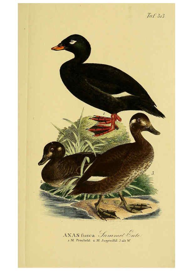 Reproducción/Reproduction 6058929773: Johann Andreas Naumann's ... Naturgeschichte der Vögel Deutschlands, nach einigen Erfahrungen entworfen. 13.T.Plates Leipzig :G. Fleischer,1820-1860