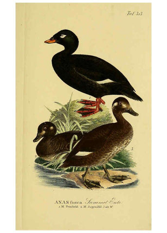 Reproducción/Reproduction 6058929773: Johann Andreas Naumann's ... Naturgeschichte der Vögel Deutschlands, nach einigen Erfahrungen entworfen. 13.T.Plates Leipzig :G. Fleischer,1820-1860