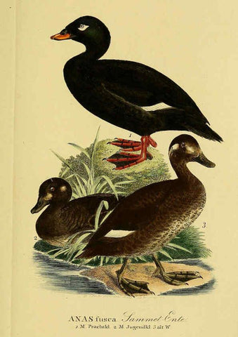 Reproducción/Reproduction 6058929773: Johann Andreas Naumann's ... Naturgeschichte der Vögel Deutschlands, nach einigen Erfahrungen entworfen. 13.T.Plates Leipzig :G. Fleischer,1820-1860