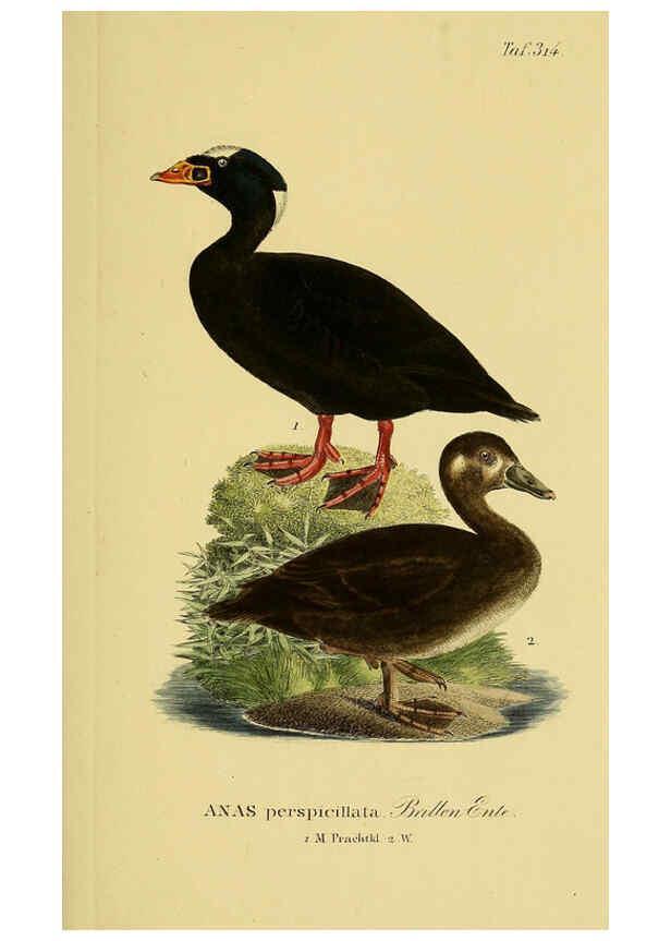 Reproducción/Reproduction 6059477522: Johann Andreas Naumann's ... Naturgeschichte der Vögel Deutschlands, nach einigen Erfahrungen entworfen. 13.T.Plates Leipzig :G. Fleischer,1820-1860