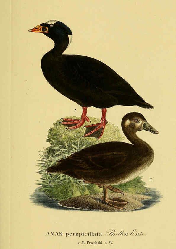 Reproducción/Reproduction 6059477522: Johann Andreas Naumann's ... Naturgeschichte der Vögel Deutschlands, nach einigen Erfahrungen entworfen. 13.T.Plates Leipzig :G. Fleischer,1820-1860