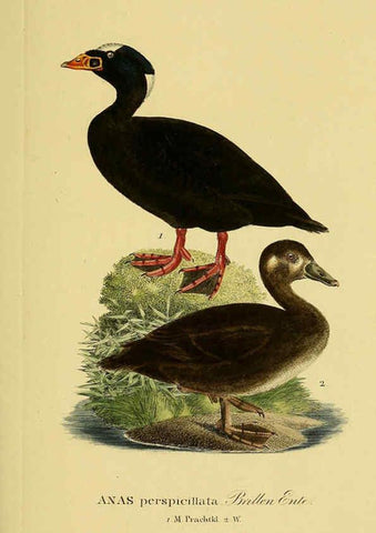 Reproducción/Reproduction 6059477522: Johann Andreas Naumann's ... Naturgeschichte der Vögel Deutschlands, nach einigen Erfahrungen entworfen. 13.T.Plates Leipzig :G. Fleischer,1820-1860