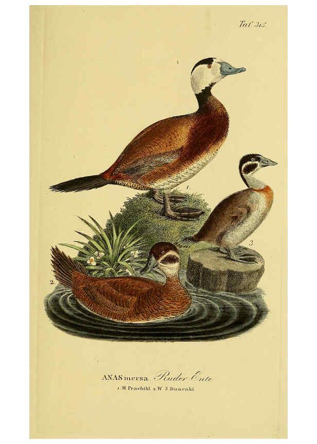 Reproducción/Reproduction 6059477896: Johann Andreas Naumann's ... Naturgeschichte der Vögel Deutschlands, nach einigen Erfahrungen entworfen. 13.T.Plates Leipzig :G. Fleischer,1820-1860