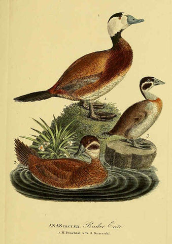 Reproducción/Reproduction 6059477896: Johann Andreas Naumann's ... Naturgeschichte der Vögel Deutschlands, nach einigen Erfahrungen entworfen. 13.T.Plates Leipzig :G. Fleischer,1820-1860