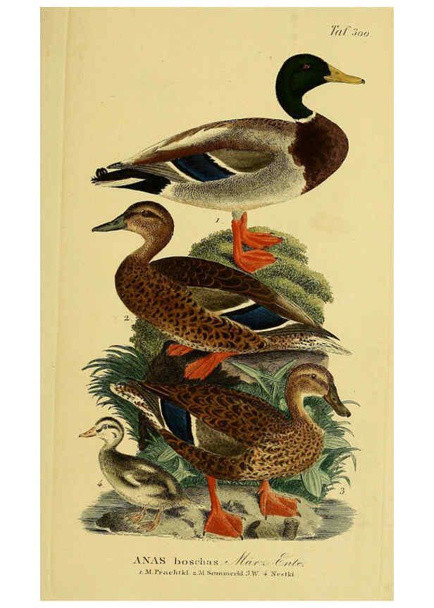 Reproducción/Reproduction 6059472788: Johann Andreas Naumann's ... Naturgeschichte der Vögel Deutschlands, nach einigen Erfahrungen entworfen. 13.T.Plates Leipzig :G. Fleischer,1820-1860