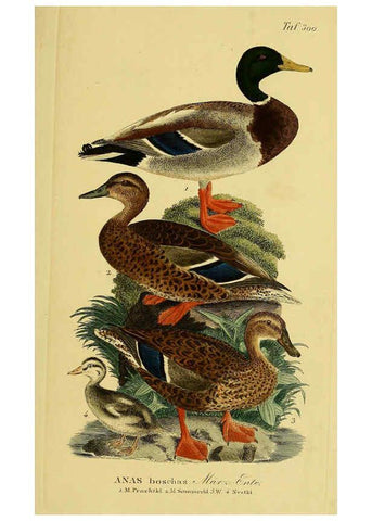 Reproducción/Reproduction 6059472788: Johann Andreas Naumann's ... Naturgeschichte der Vögel Deutschlands, nach einigen Erfahrungen entworfen. 13.T.Plates Leipzig :G. Fleischer,1820-1860