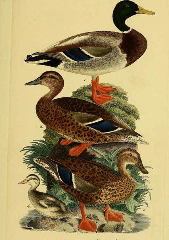 Reproducción/Reproduction 6059472788: Johann Andreas Naumann's ... Naturgeschichte der Vögel Deutschlands, nach einigen Erfahrungen entworfen. 13.T.Plates Leipzig :G. Fleischer,1820-1860